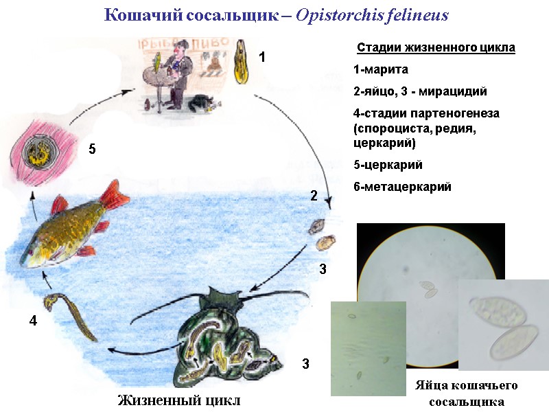 Кошачий сосальщик – Opistorchis felineus Яйца кошачьего сосальщика Жизненный цикл Стадии жизненного цикла 1-марита